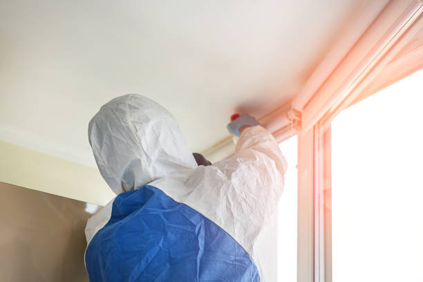 Why You Should Choose Our Mold Remediation Services in West Wyomissing, PA